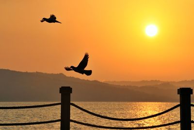 Silhouette bird flying over sea against sky during sunset