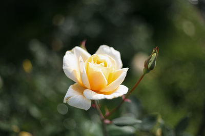 Close-up of white rose