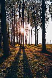 Sunlight streaming through trees in park