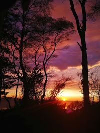 Silhouette trees against sky during sunset