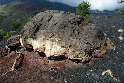 Close-up of tree against mountain