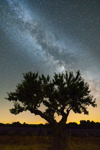 Silhouette trees on field against sky at night