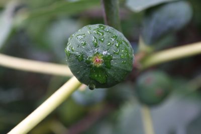 Close-up of wet flower