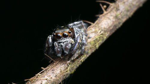 Close-up of spider on web against black background