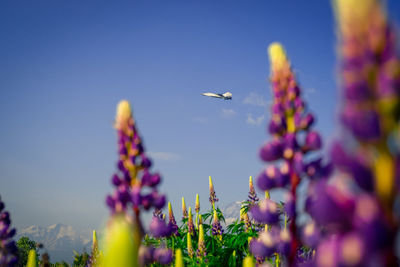 Close-up of fresh purple flowers against blue sky