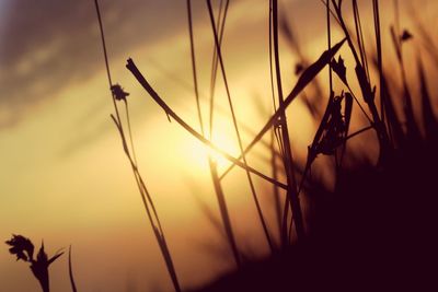 Close-up of plants against sky during sunset