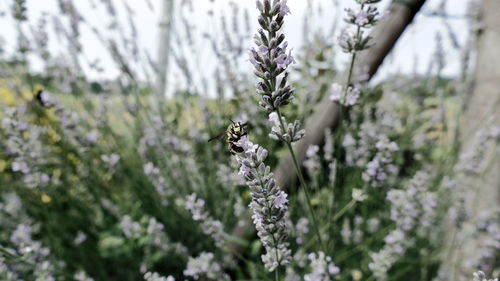 Close-up of bee on flower