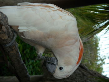 Close-up of parrot perching on tree