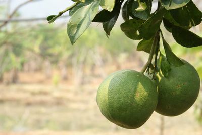 Close-up of fruits growing on tree