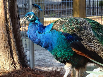 Close-up of peacock