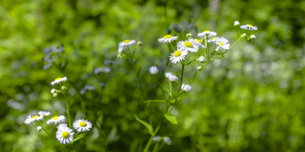 Close-up of white flowering plant on field