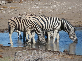 Zebras in a lake