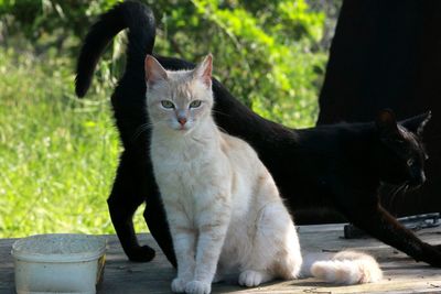 Portrait of cat sitting outdoors