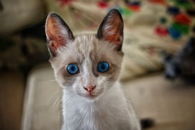 Close-up portrait of cat looking at camera