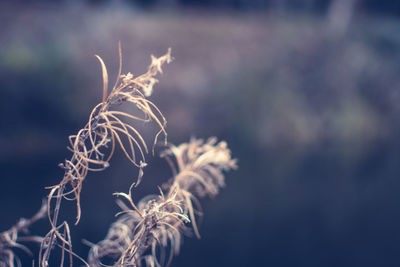 Close-up of plant