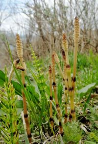 Close-up of flowering plants on land