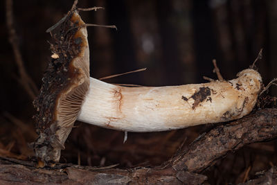 Close-up of mushroom growing in forest