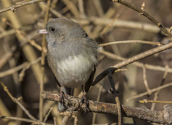 Close-up of bird perching on branch