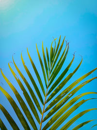 Close-up of palm tree against blue sky