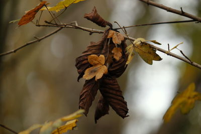 Low angle view of tree during autumn