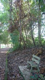 Trees growing in forest