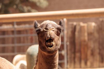 Close-up of camel at zoo