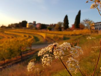 Close-up of flowers growing on field against sky