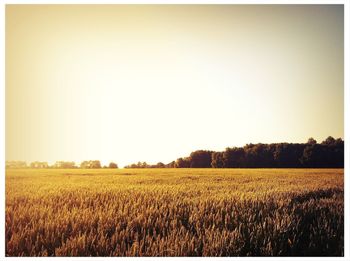 Scenic view of field against clear sky