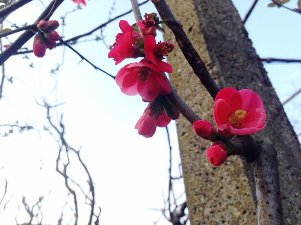 flower, freshness, fragility, petal, branch, growth, red, low angle view, tree, pink color, blossom, beauty in nature, nature, flower head, blooming, close-up, focus on foreground, in bloom, sky, springtime