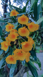 Close-up of yellow flowering plants