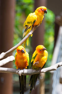 Close-up of parrot perching on branch