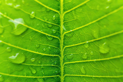 Full frame shot of wet leaves