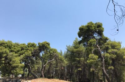 Trees against clear blue sky