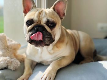 Close-up portrait of dog at home