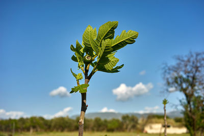 Low angle view of plant growing on field against sky