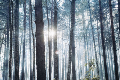 Sunlight streaming through trees in forest