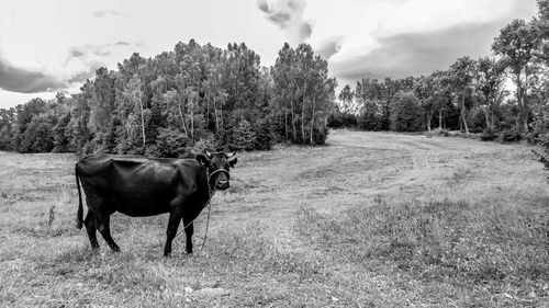 Horses grazing on field