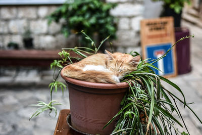 Close-up of cat sleeping in flower plant