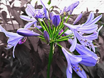 Close-up of purple crocus blooming outdoors