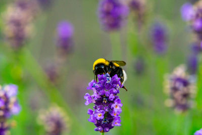 Close-up of bee pollinating on purple flower