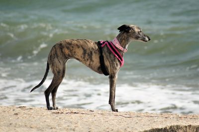 Full length of a dog standing on land