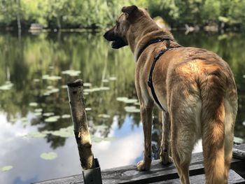 Dog standing on lake against trees