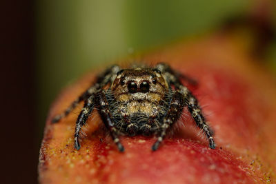 Close-up of spider