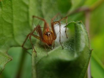 Close-up of insect on leaf