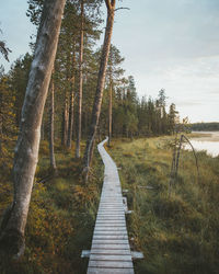 Footpath amidst trees against sky