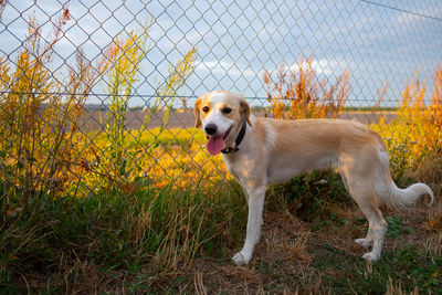 Dog looking away on dirt road