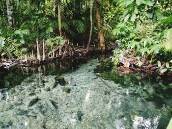 Scenic view of lake in forest