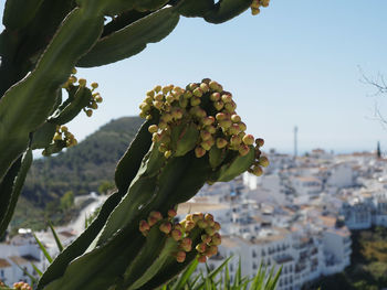 Close-up of flowering plant against sky