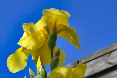 Low angle view of yellow flowering plant against blue sky