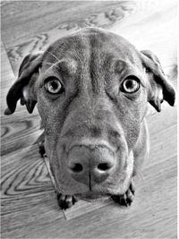 Close-up portrait of dog